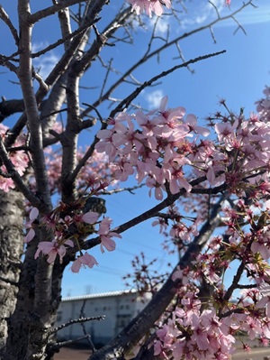 春ですね🌸